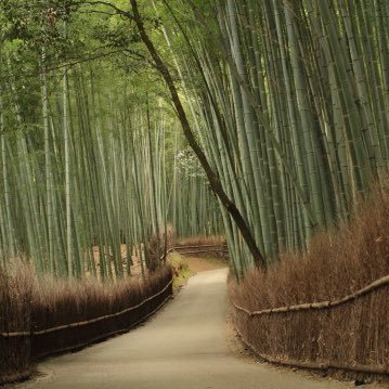 _bibinba_1's profile picture. 洛南→京都 情報 M2