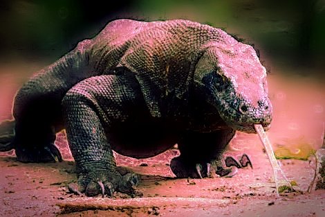 iandrarose46's profile picture. Anak Timur..