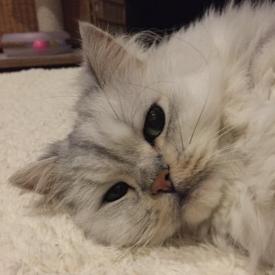 mvcnt's profile picture. いい歳をした大人。 最近はジャンルを問わず音楽を聴いています。中学生の時に吹奏楽部で🎷を吹いてました。 2019年春、還暦を前に「ボケ防止に」と35年ぶりに🎸を再開し、気がつけば4台に💦 今は’なんちゃってジャズ’を弾いてます。最近、デジタルサックスを買い練習しています🎷 無言フォロー失礼します🙇‍♂️