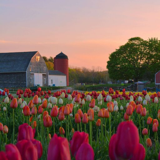 🌷𝙒𝙝𝙚𝙧𝙚 𝙃𝙖𝙥𝙥𝙞𝙣𝙚𝙨𝙨 𝘽𝙡𝙤𝙤𝙢𝙨!🌷New England's largest U-pick Tulip Farm. This year 3 locations! Preston, CT • Exeter, RI • Johnston, RI