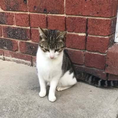 abchau's profile picture. 