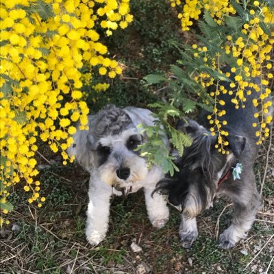 kozy28's profile picture. ヒョウ柄。犬と音楽。俄(2007.6.6〜2024.8.5🌈 ♂永遠の17歳)とうてな(2016.4.15 ♀) 次元と五月(2023.1.8 ♀)シュナウザー3匹と暮らしています。斉藤和義/フラワーカンパニーズ /つばき/LUNKHEAD/忘れらんねえよ etc