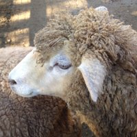 サテ (@satespeak) 's Twitter Profile