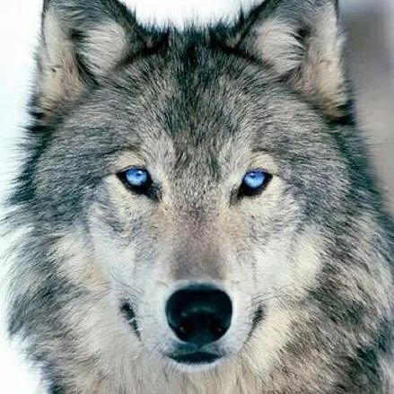 Iamawolfe1's profile picture. She/her
🇺🇸🇺🇦