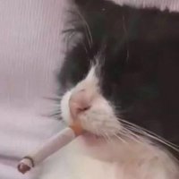 hypr (find me on bluesky) (@hyprdude) 's Twitter Profile