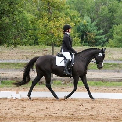 VA Bred JC TB now Dressage Diva 🐎, my name is Dorothy, but you can call me Fruitcake.
Against all odds, our goal is respectable scores at 3rd level in 2018.