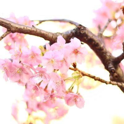 sou_sub's profile picture. 28↑【あんスタ】朔間 天城兄弟(燐音 零優先)、真緒 真 こはく緩く凪砂 斑【パラライ】cozmez 緩くBAE。都内でしたら手渡し対応可能です。長引くお取引が苦手ですので場合によっては白紙対応させて頂きます。24時間連絡OK。36時間過ぎても連絡ない場合は催促して下さい。再交換気にしません