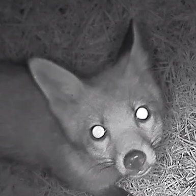 Wildlife fan, recordist, amateur CCTV tinkerer and creator of a YouTube channel featuring the wonderful wildlife in a small paddock in Somerset in the UK.