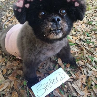 spiderdooley's profile picture. I'm a large land mammal.