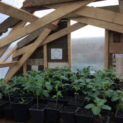 Growing fruit, veg and herbs from around the world at Global Gardens - organically, together.