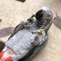 ちき (@jirprh6tvec9xpt) 's Twitter Profile