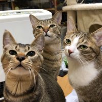 保護猫ミント&ライムwithアビル (@tm1_w4) 's Twitter Profile