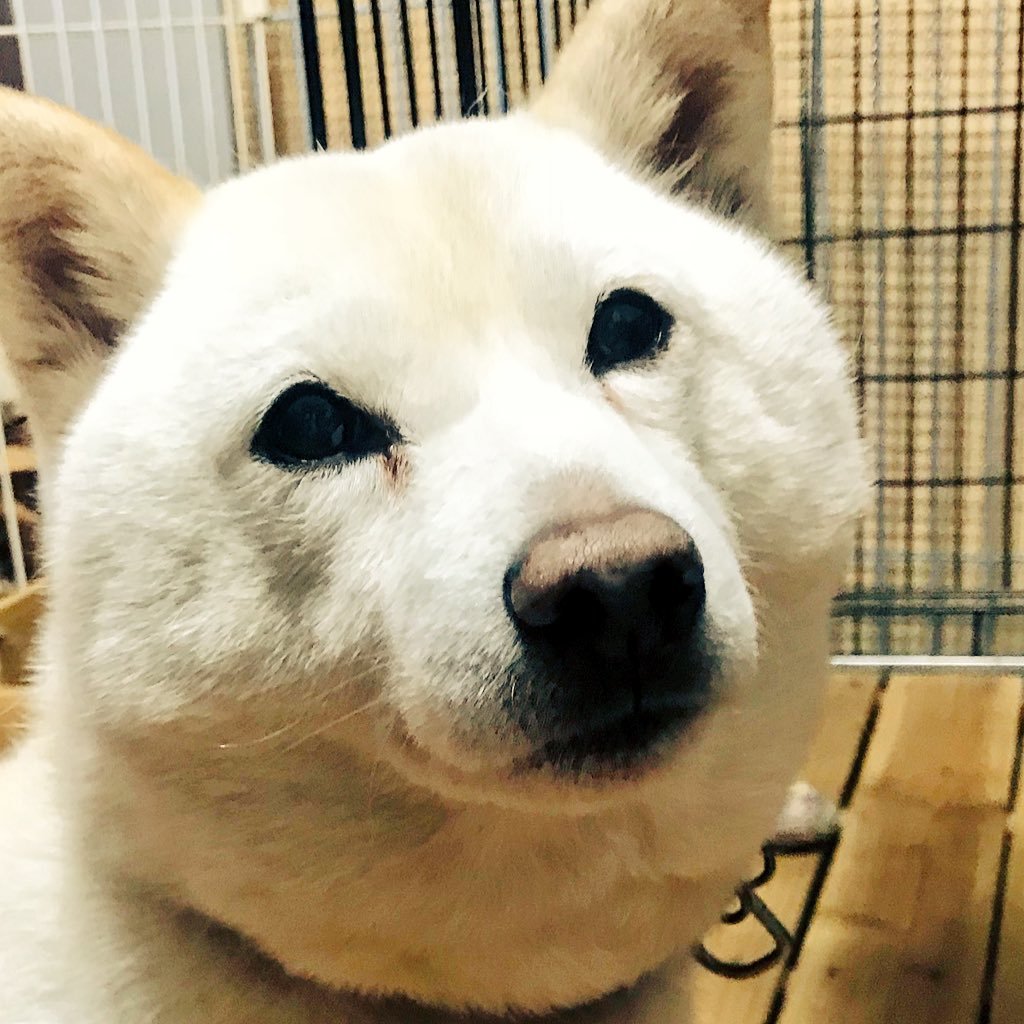 まよつむりさんのプロフィール画像