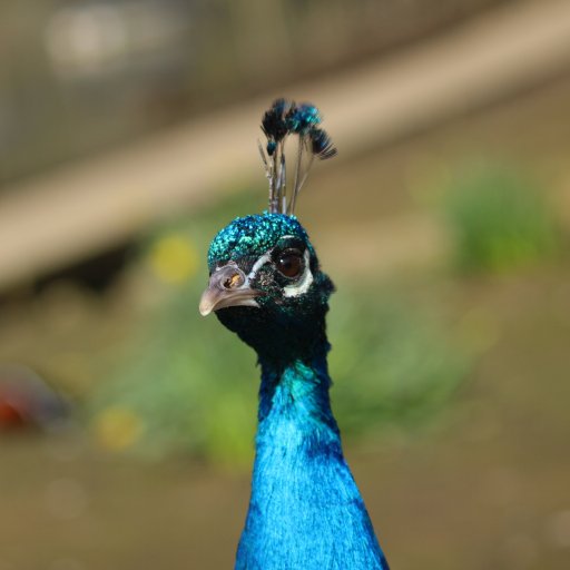 BirdTea's profile picture. My Minecraft builds | https://t.co/IaTg8lo0Yh