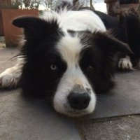 Tricia Mayne 💙 BLM 🕷#FBPE 🇪🇺#FBPA (@triciamayne) 's Twitter Profile