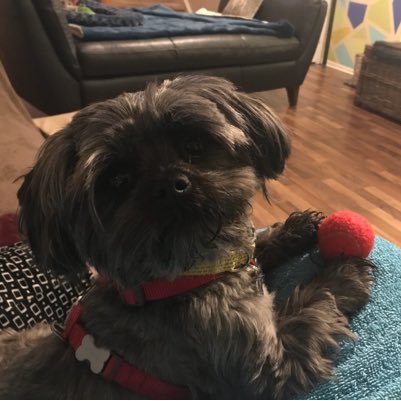 WeaverDaNugget's profile picture. 🐾 Suburban Pup - Dog Treat Connoisseur - Always Opinionated - Manly Man - Momma’s Boy - Defender Of Animate & Inanimate Objects 🐾