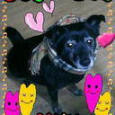 nanakurosan's profile picture. favorite；ディズニー、ジブリ、アニソン、ミュージカル、中型犬、旅行、スポーツ観戦