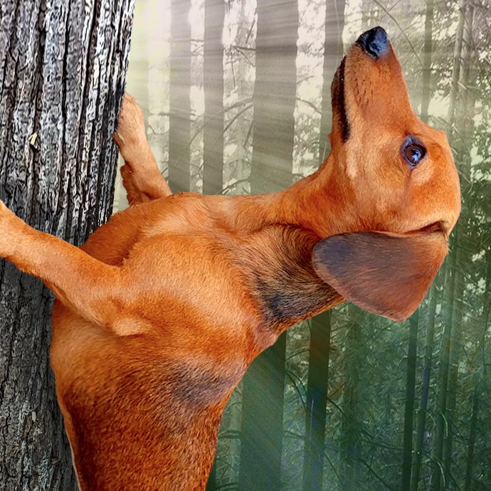 WildWienerGame's profile picture. HI! I’M LUCY! Join me in the fight against squirrelkind - iOS (https://t.co/dq4RkpAccg) Android (https://t.co/KaeUeGrjDx) #Wienerdog #Sausagearmy