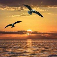 بوأحمد@Mohammad.Gh (@mohammed_jafari) 's Twitter Profile