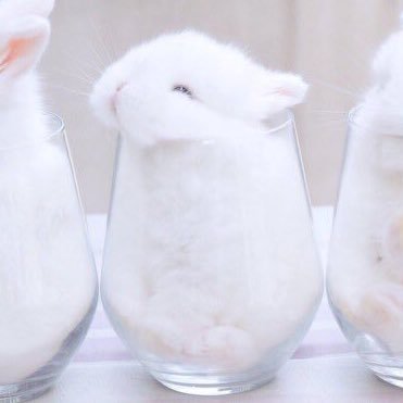 🐰さようなら🍕さんのプロフィール画像