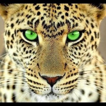 homySaucedo's profile picture. Dime jaguar...