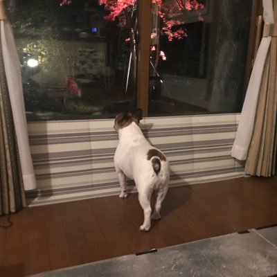 あやぽぽ