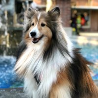 TailsDiary (@tailsdiary) 's Twitter Profile Photo TailsDiary (@tailsdiary) 's Twitter Profile Photo