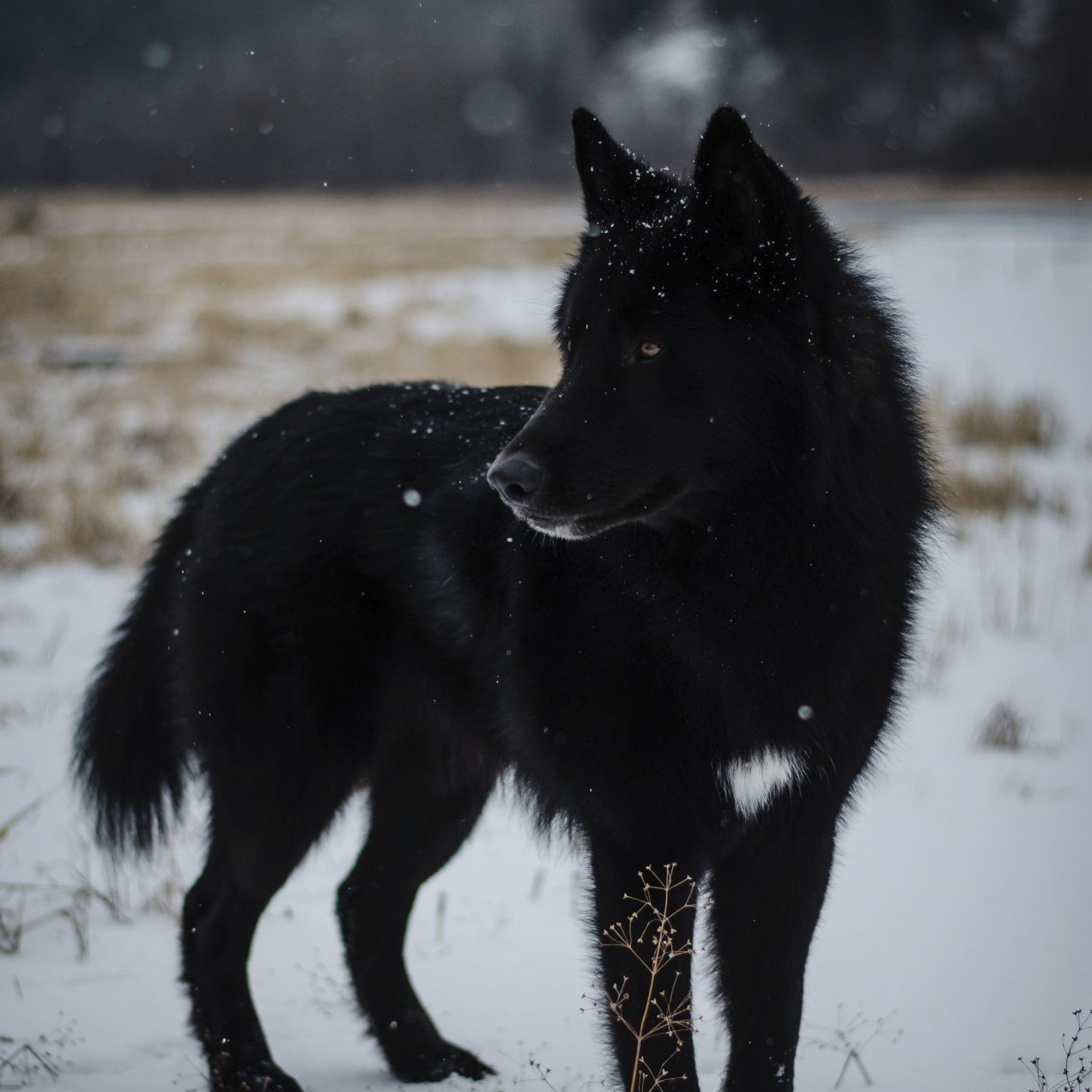 BBernster's profile picture. 
