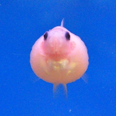 アクアショップウィズ Aquashop With Twitter アクアショップウィズ Aquashop With Twitter