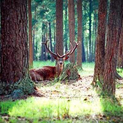 ELUELU_yakimori's profile picture. 