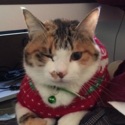 可愛い動物動画 Doubutudouga1 Twitter