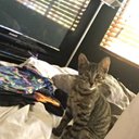 Lachlan Orr - @cr3d1torca5h - Twitter