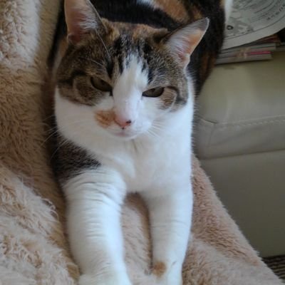 t_sampras_u's profile picture. 野球⚾(G党)＆猫🐱がメイン。写真のフー子は11歳で亡くなりました。
「生え抜きのエースか四番」という縛りを撤廃して川相昌弘さんを1軍監督にしてほしいです。無言フォローOK＆失礼します。但し、言語の通じない外国人や副業投資勧誘、出会い系、お金配り系、LINEは❌🙅ですのでよろしく。🙇