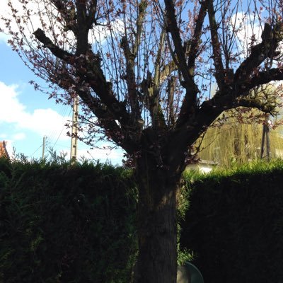 Renatomagyar's profile picture. Avocat en baskets rouges, je mène la vie de château. Cuisine, Pâtisserie, Auvergne & ASM, Hongrie, Droit pénal et contentieux administratif. Et Stanley Kubrick