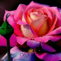 Minakshi π«π― π― π― π« (@minakshimohapa1) 's Twitter Profile