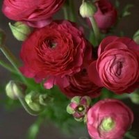 Olgunçiftizmir (@olguniftizmir1) 's Twitter Profile