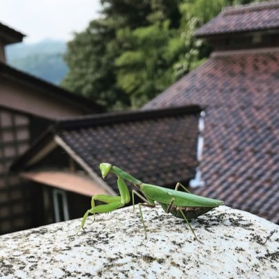 福祉職。数年前からメダカ、爬虫類と共に生活中！メダカ販売はじめました！投稿は雑種な内容になり気味、複数垢使いこなせず。興味ある分野の無言フォロー申し訳ありません。ダメな時はブロック願います。フォロワー様、フォローOKしてくれてる皆様、ありがとうございます。Twitterは使いこなせてません…