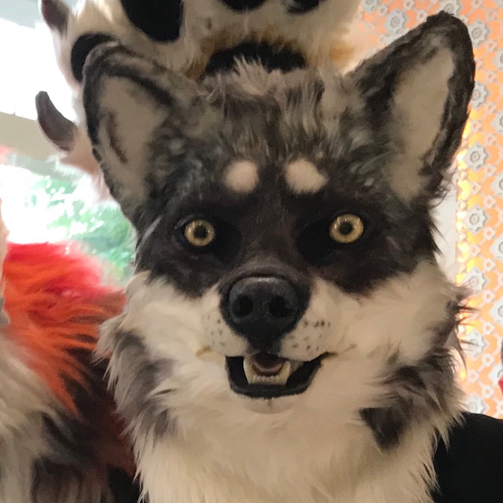 Hi, I'm Ziro/ゼロ/零。 This is a realistic Fur only account. 本推特以分享寫實毛為主要功能～ 毛裝擁有者為烏咪@WUMIwolf  Fursuit made by @KaraCatCreation