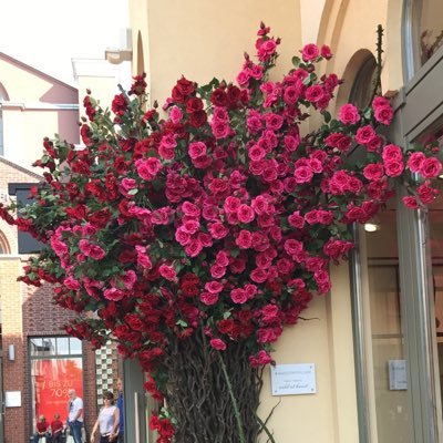 saraaa_alenezi's profile picture. مهندسة كهربائيه ⚡️ اللهم لك الحمد حمداً كثيراً ❤️