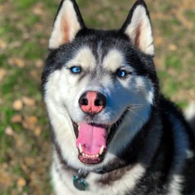 Duke The Husky On Twitter When You Wake Up And See A Famous Duke The Husky