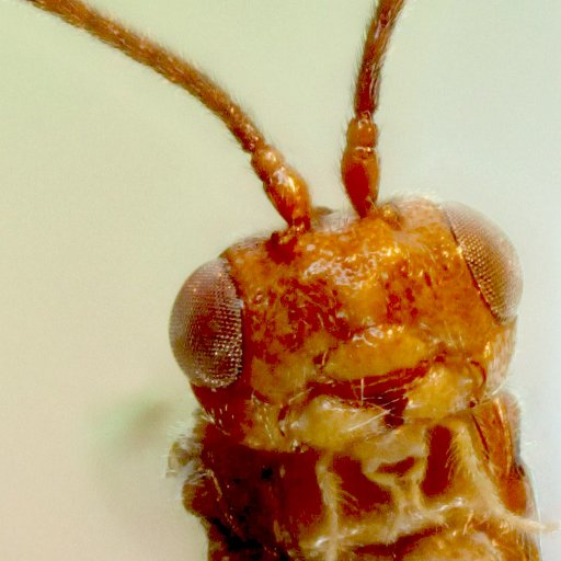 Dad and Evolutionary Biologist at U. Iowa. I quite like parasitoids and flies. Views mine. he/ him. This: https://t.co/eUvh2vAOLu