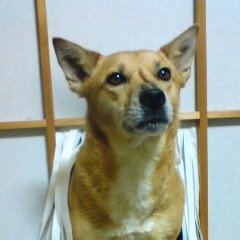 pukupico_pico2's profile picture. 