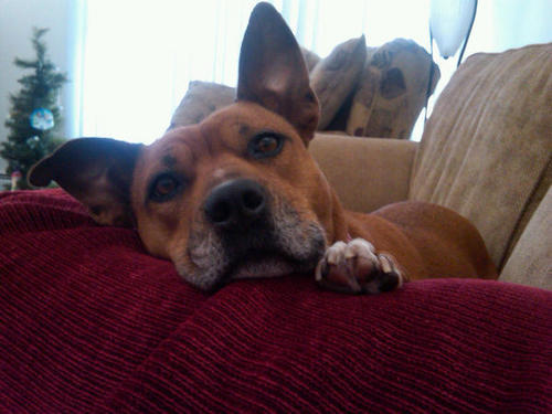 JunoPuppy's profile picture. I'm a girl pittie & I'm 10! My favorite things are eating, running, & sleeping. Mom (@adriennesaia) wanted me to have a place to express myself. She's a nerd.