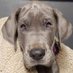 Reginald Great Dane (@reggiegreatdane) Twitter profile photo Reginald Great Dane (@reggiegreatdane) Twitter profile photo