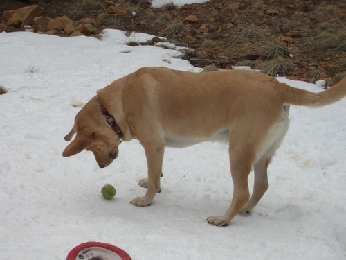 pdiross's profile picture. 