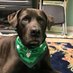 Walks with Buddy (@walkswithbuddy) Twitter profile photo