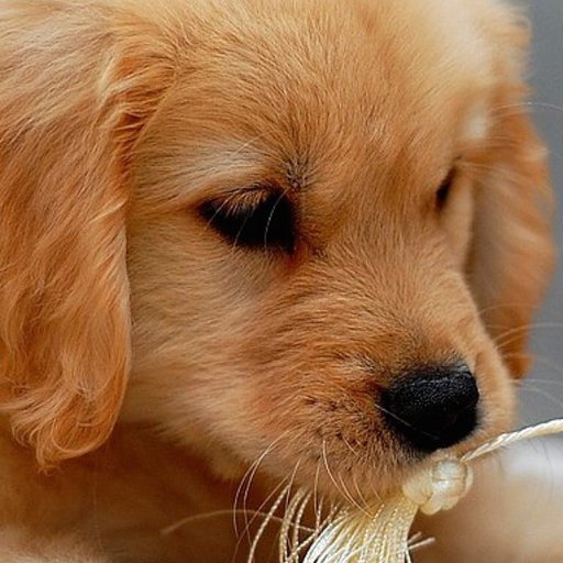 DrPC's profile picture. Earth First!