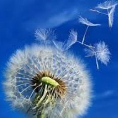 Wishteaching's profile picture. 