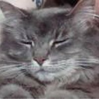 Sassy Graham (@shawngrahamscat) 's Twitter Profile