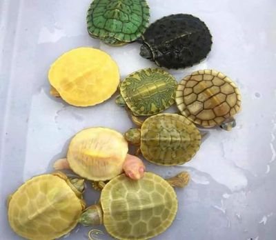 SyllaSkou2's profile picture. Les animaux